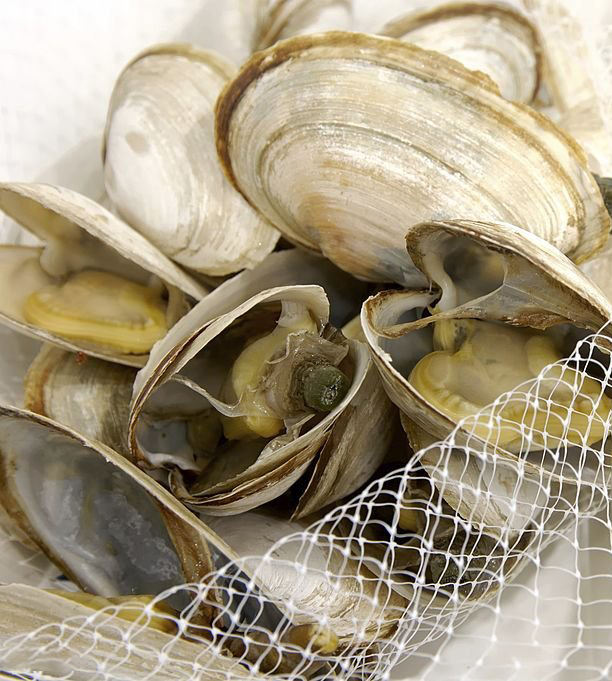 Steamers